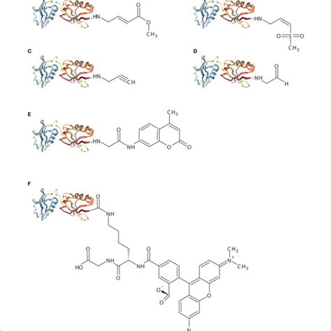 Schematic Representation Of Isg15 Based Assay Reagents The X Ray