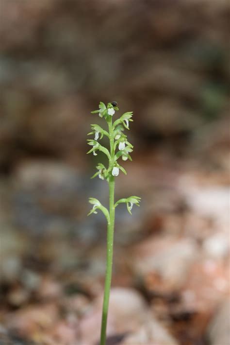 Coralroot Orchid Corallorhiza Trifida Coralroot Orchid Flickr