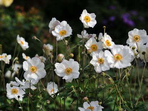 Japan Herbst Anemone Honorine Jobert Für Deinen Garten