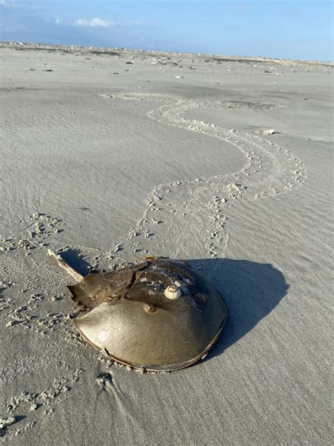 The Horseshoe Crab And The Red Knot One Of Natures Greatest Stories