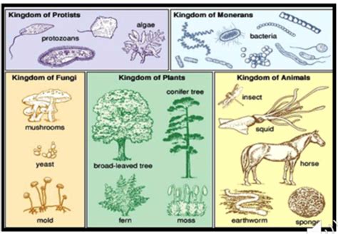 Microbiology Taxonomy Kingdom Monera Protista Lab Flashcards