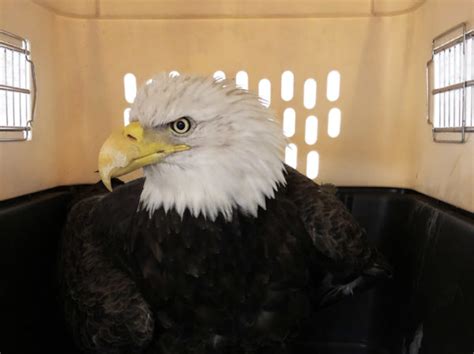 Injured Bald Eagle Found Near Van Dorn Metro Dies Alxnow