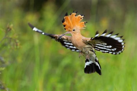 Premium Photo Eurasian Hoopoe Upupa Epops Landing On Green Meadow In