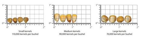 Estimating Corn Yield The Andersons