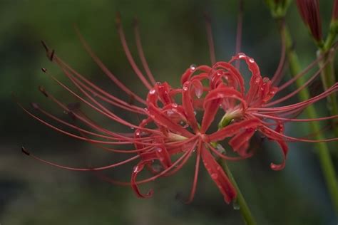 More Red Spider Lilly Lillies Flowers Red