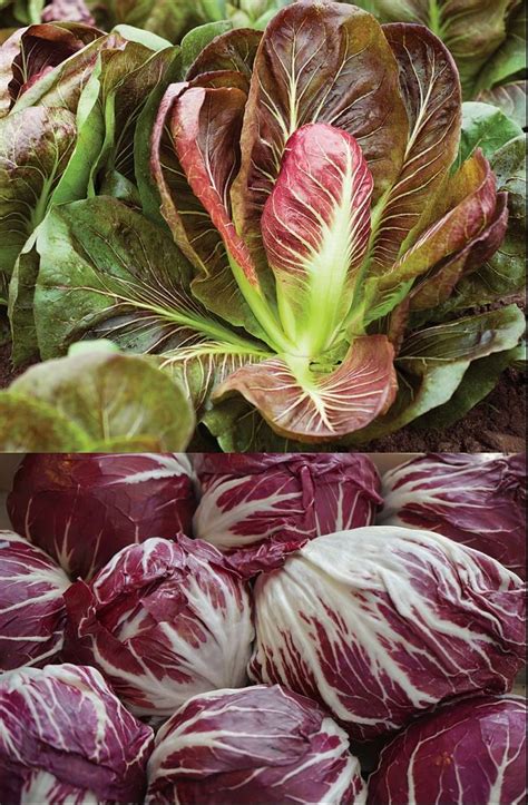 Planting and Growing Guide for Radicchio (Cichorium intybus var. foliosum)