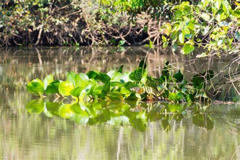 Panorama from Pantanal, Brazilian Wetland Region. Stock Image - Image ...