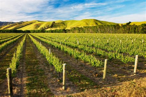 New Zealand Crops