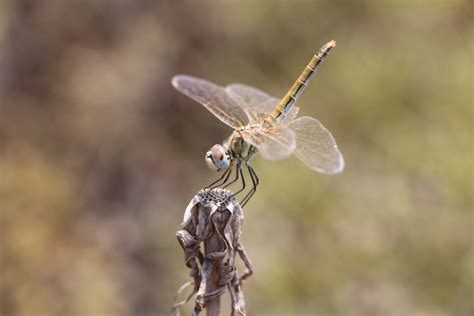 Dragonflies a colorful presence on the island of Kos in Greece.