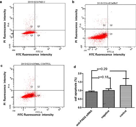 Apoptosis In Mcf 7 Cells That Were Treated With Anti Padi2 Sirna As