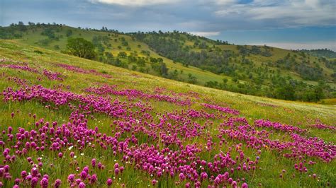 Sfondi Paesaggio Fiori Collina Natura Erba Colline Altopiano