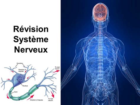 R Vision Syst Me Nerveux Pdf Etude Az