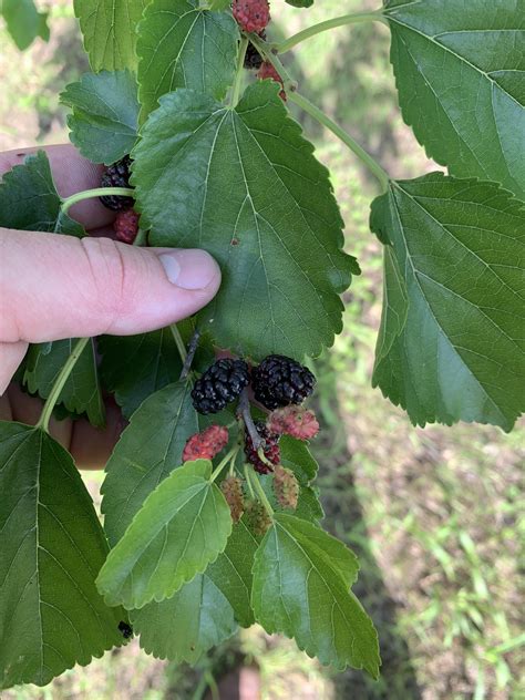 Can anyone identify this tree? It’s about 20ft tall and very very wide ...