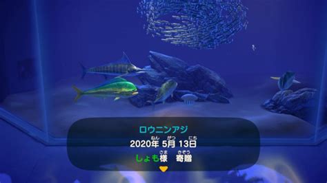 【あつ森】ロウニンアジ釣った！撒き餌地獄！