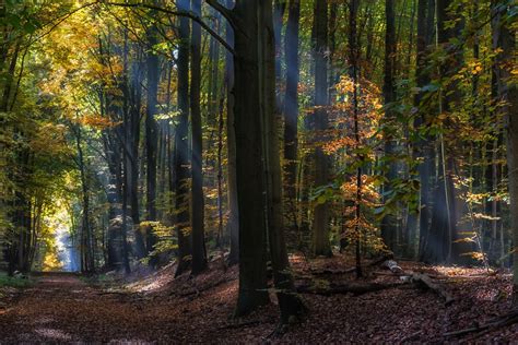 Forest Change Tree Trunk Trunk Path P Non Urban Scene