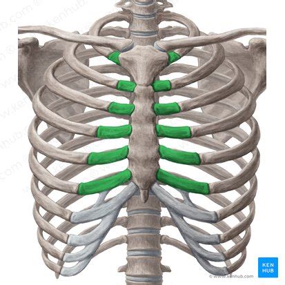 Mula Puramente Ejecutar Dibujo De Las Costillas Del Cuerpo Humano