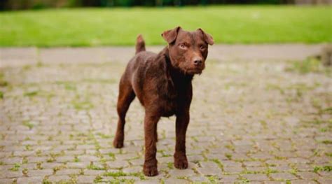 Der Patterdale Terrier Im Rassen Porträt Mit Bildern