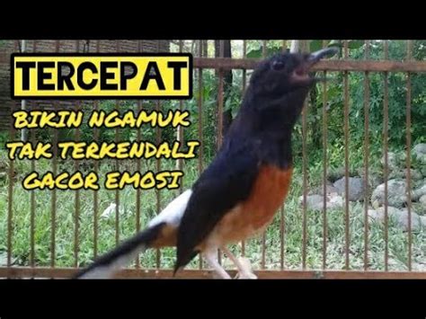 Murai Betina Gacor Memanggil Jantan Ampuh Bikin Gacor Murai Langsung