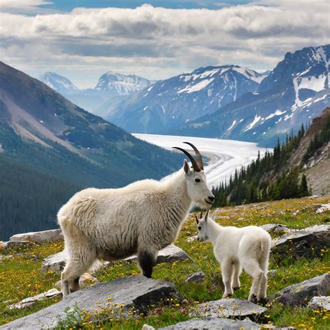 Solve Mountain Goats Jigsaw Puzzle Online With 144 Pieces