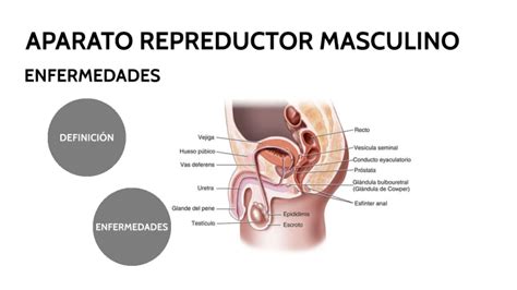 Enfermedades Aparato Reproductor Masculino By Eva María Carmona Ponce