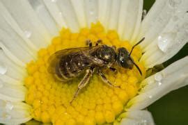 Halictus Seladonia Tumulorum Gew Hnliche Goldfurchenbiene Schmal