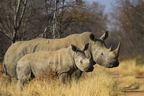 The true value of a rhino horn | Smithsonian Photo Contest | Smithsonian Magazine