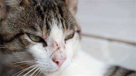 Cat Fight Wounds And Injuries Vets4pets