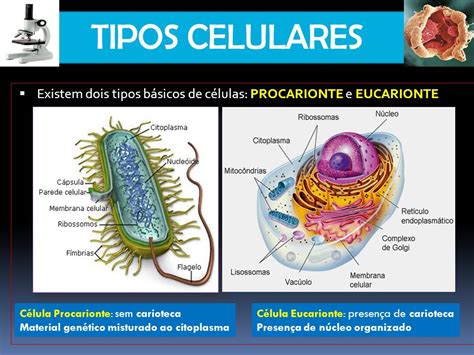 C Lulas Eucariontes E Procariontes Biologia A Ci Ncia Da Vida