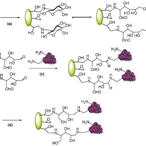 Enzymatic Synthesis Of Cefonicid Cefamandole And Cefazolin By