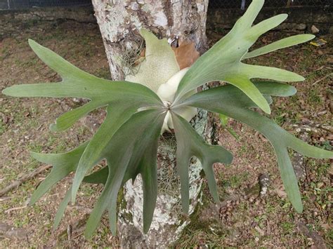 Platycerium Bifurcatum Growing And Caring For Staghorn Fern