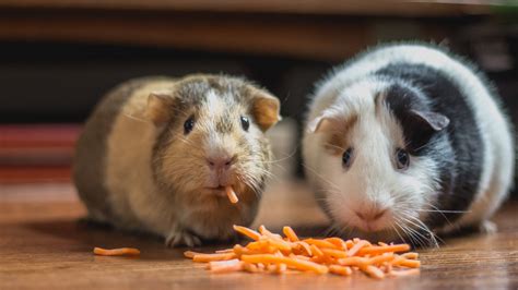 Guinea Pigs Size Weight How Big Do Guinea Pigs Get