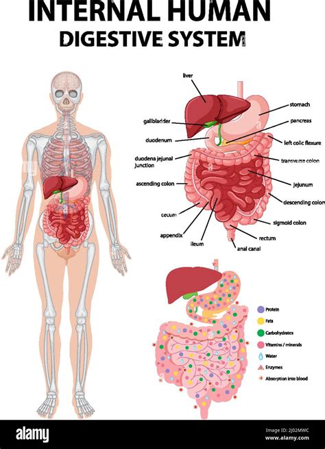 Human Stomach Diagram