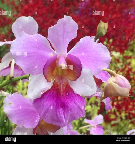 National flower of Singapore - Vanda 'Miss Joaquim Stock Photo - Alamy