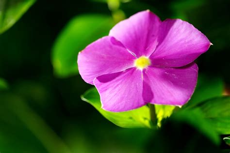 Flower Periwinkle Bloom Free Photo On Pixabay Pixabay