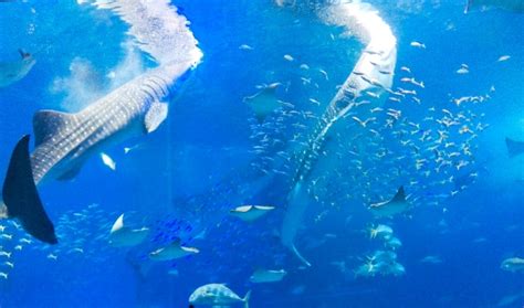 美ら海水族館の人気の理由は？みどころやおすすめポイントを解説