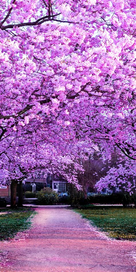 Download Cherry Blossom Background