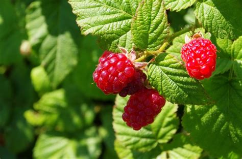 La Tisane De Feuille De Framboisier Grossesse Bienfaits Et Effets