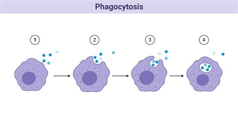 Macrophages Structure Immunity Types Functions