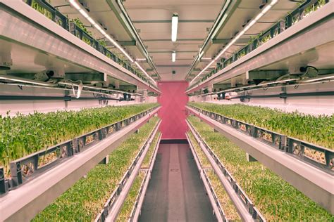 The role of aeroponics in sustainable food systems: LettUs Grow