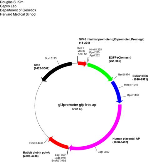 Addgene: SV40 basal promoter-GFP-IRES-AP