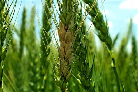 New Fusarium Control For Cereal Crops On The Horizon