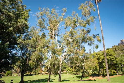 Lemon Scented Gum Government House Western Australia