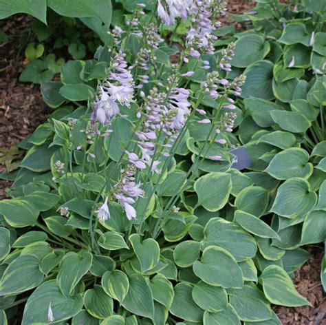 Hostas by Type | Sun Tolerant, Slug Resistant, Fragrant, Ground Cover ...