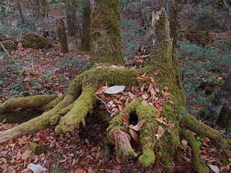 10 Questions You May Have About Aokigahara, Japan's Suicide Forest