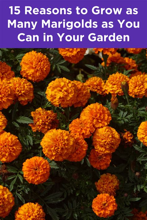 15 Reasons To Grow As Many Marigolds As You Can In Your Garden