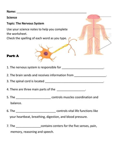 The Nervous System Natural Science Worksheet Live Worksheets