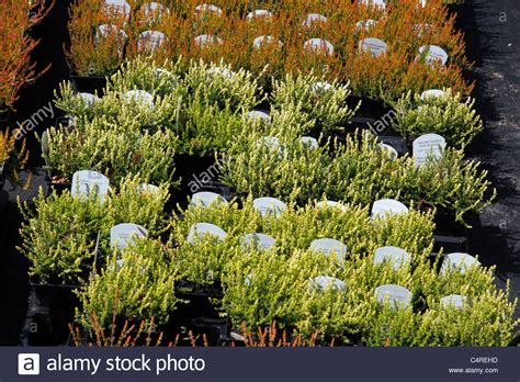 Garden Centre Plants Hi Res Stock Photography And Images Alamy