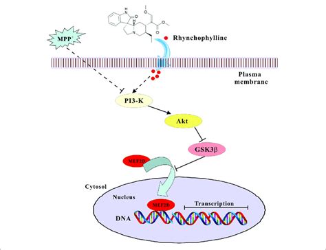 A Schematic Diagram Shows The Signaling Pathway Involved In The