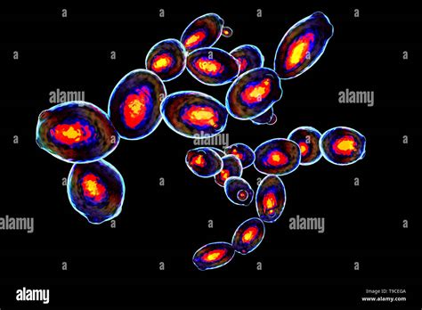 La levadura Saccharomyces cerevisiae ilustración Fotografía de stock