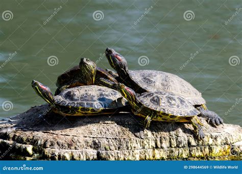 Red Eared Turtle Trachemys Scripta In The Wild Stock Image Image Of